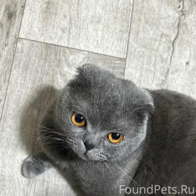Пропал вислоухий кот