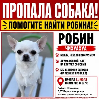 Пропала чихуахуа Робин, Нетьинка