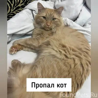 Пропал кот, Михайловск