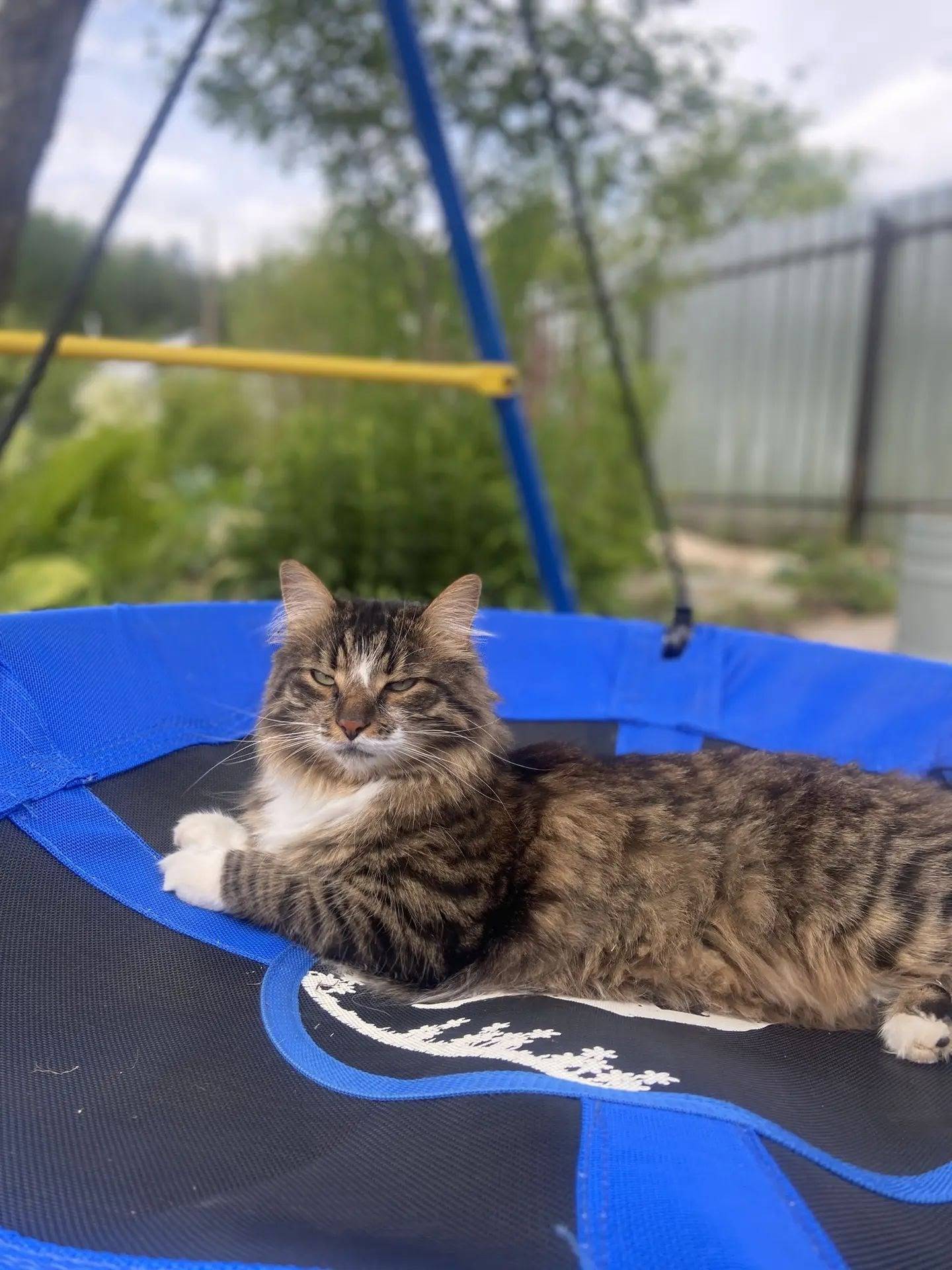Пропал кот,