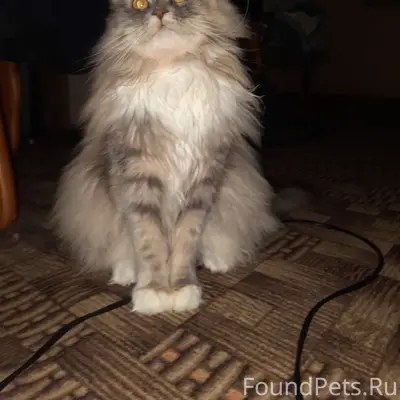 Пропала кошка Буся, Театральная