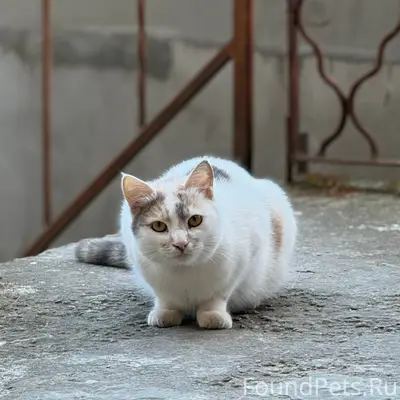 Пропала кошка Сумочка, улица Некрасова/Азовская