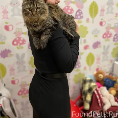 Пропала кошка Золя, Арх. Шоссе