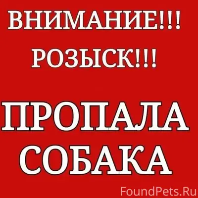 Пропала собака Тима, Тверь
