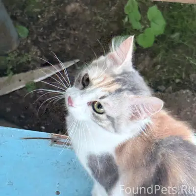 Найдена кошка, [место не указано]