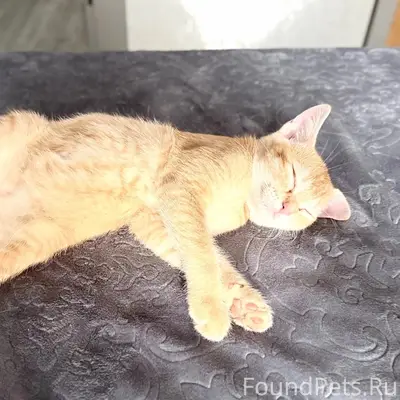 Пропал котёнок рыжий, майская/октябрьский