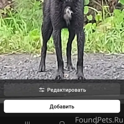 Пропала небольшая собака, Прииртышский Мостоотряд