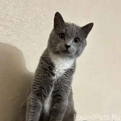 Пропал кот, район гидро