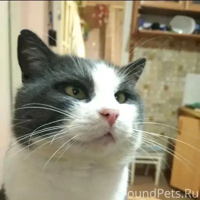 Пропал кот Кузя, район Льва Толстого