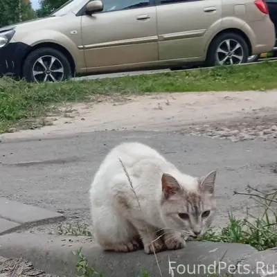 Найдена кошка, р-н Сомбатхей