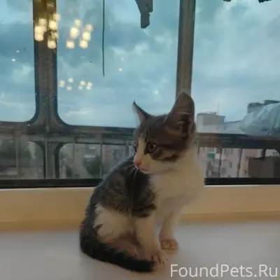 Найден котёнок-мальчик, Запсиб