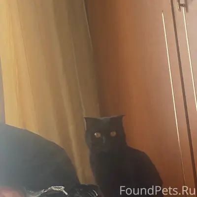 Пропала кошка, район спортивной улицы