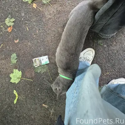 Найден кот Тима, ул. Молодёжная