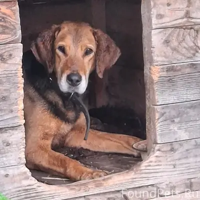 Найден тип неизвестен, д. Ожеги