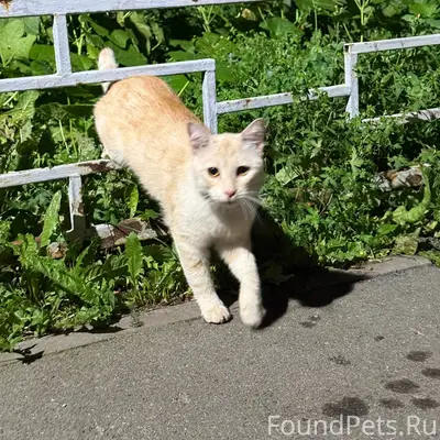 Найден кот, ЧМЗ, Прокатная