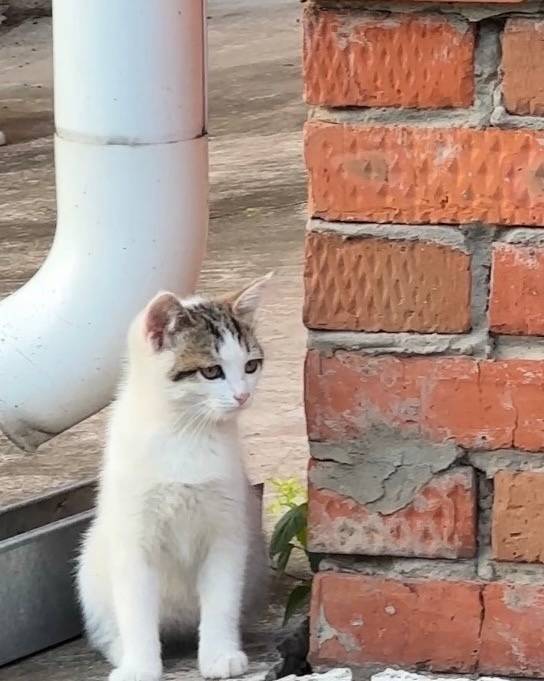 Пропала кошка, с. Осиново, ул. Казанская