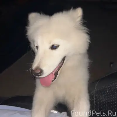 Пропала собака Боня