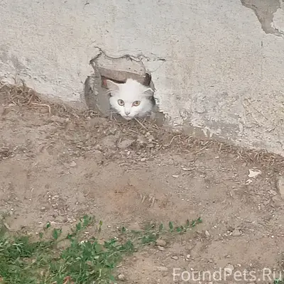 Найдена белая кошка, поселок Комсомольский
