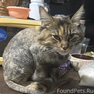 Пропала кошка Сэнди, район Ярославская
