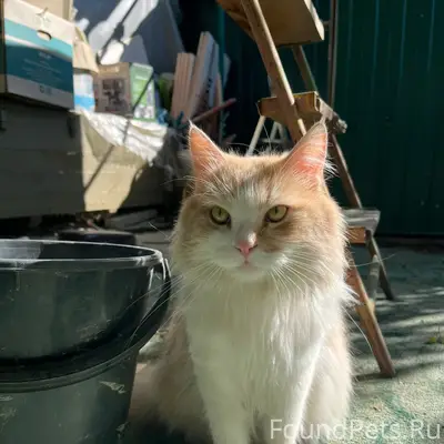 Пропал кот, район 2 школы