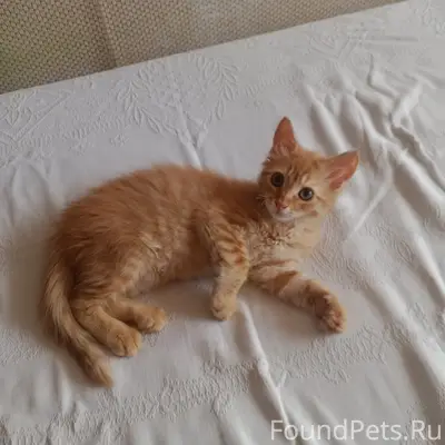 Пропал рыжий котёнок