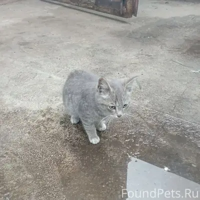 Найден котёнок, ул. Крылова