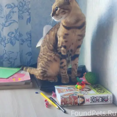 Найдена Бенгальская кошка 