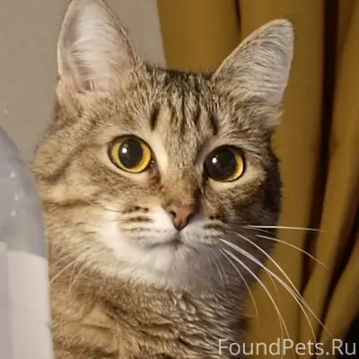 Пропала кошка