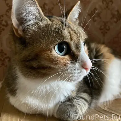 Пропала кошка, улица Лоскутова