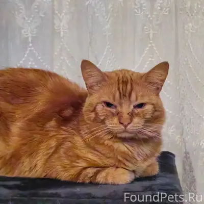 ПРопал рыжий кот Вася в Вахромеево