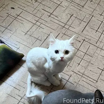 Пропала кошка Буся, район магазина Первин Крепость