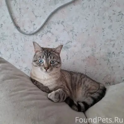 Пропал кот Тема, Югорск