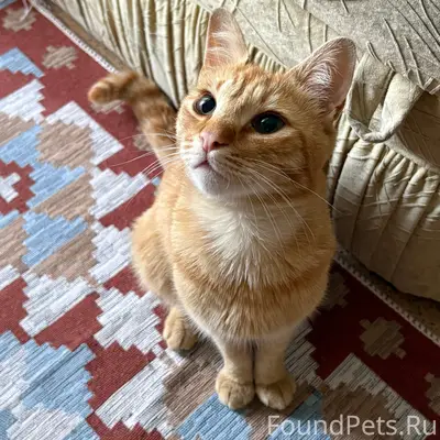 Найден рыжий кот, район Новосергиевской улицы