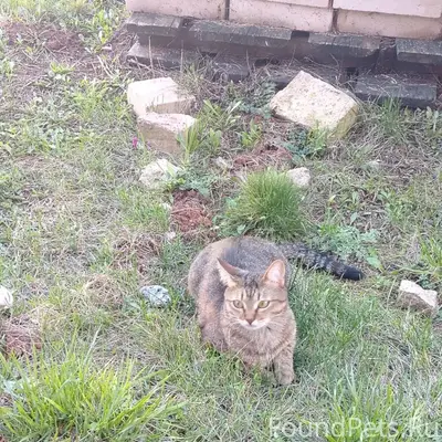 Пропала кошка, Смакаево