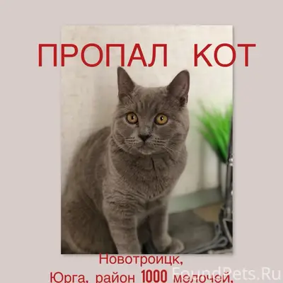 Пропал кот, Юрга