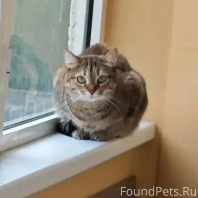 Пропала кошка, камышового с рыжим окраса, Ботаника