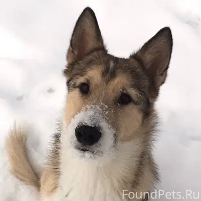 Пропал пёс Альф, Белоусово