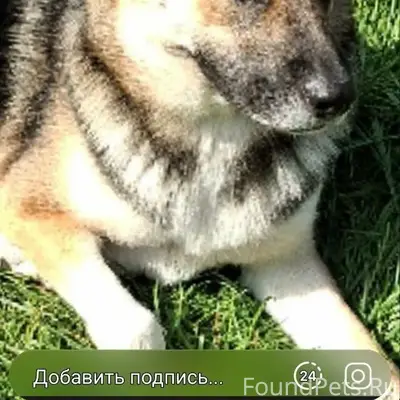 Пропала собака Рика, СНТ Ромашка, Дмитровский район