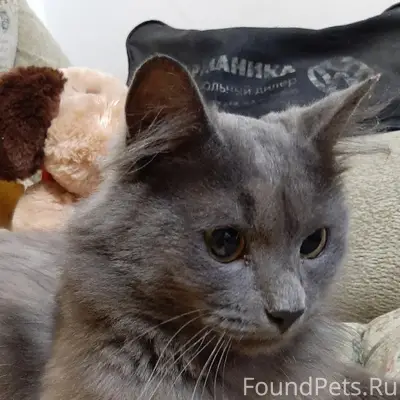 Найден котик, улица Пузакова