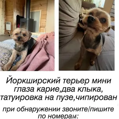 Пропал Жора/Жорик, Выборг