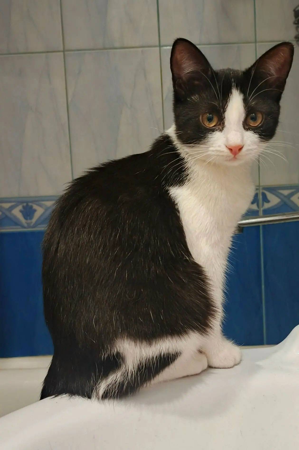 Пропала кошка, улица Кошкина, дом 47