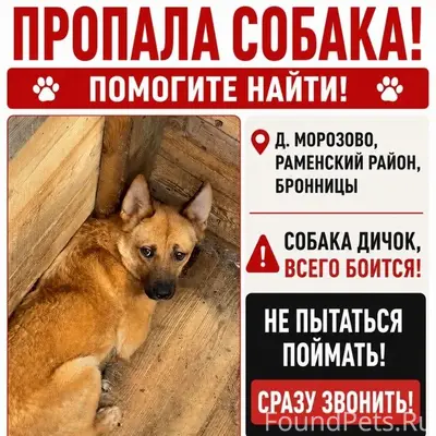 Пропала собака, Д. Морозово, Раменский район