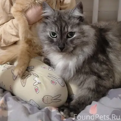 Пропал кот, Южный микрорайон
