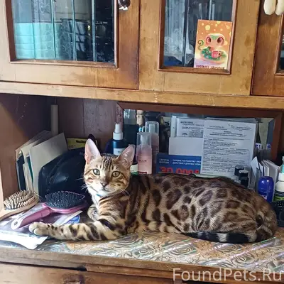 Пропал бенгальский кот, район хлебозавода