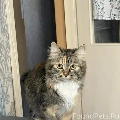 Пропала кошка Стеша, улица 1-Полевая
