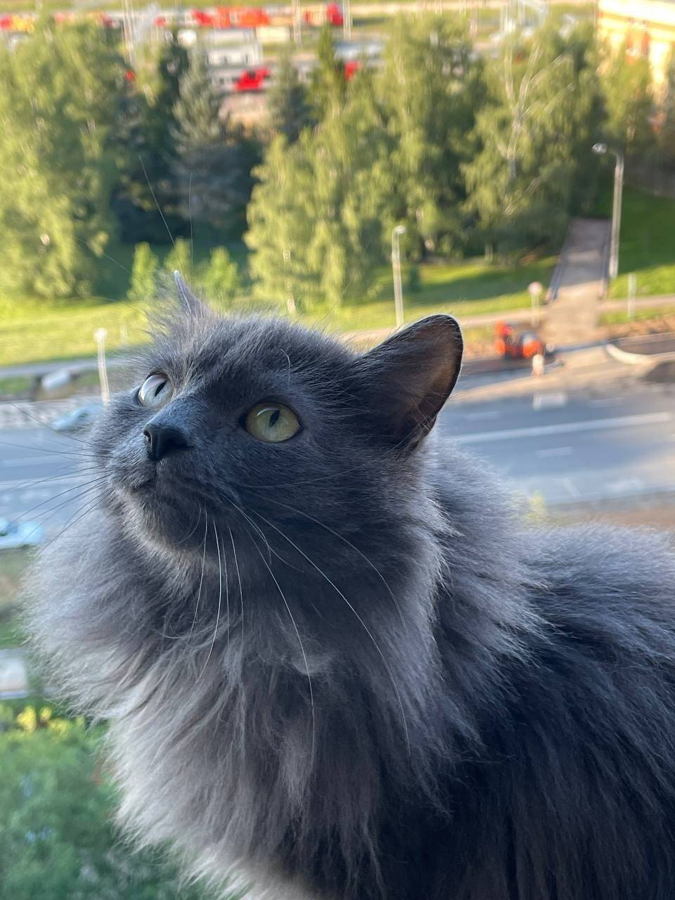 Пропала кошка, Зеленоград, 14 район