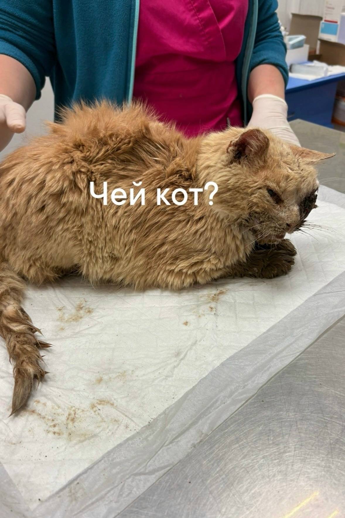 Найден кот, сбитый машиной, Гаврилов-Ям
