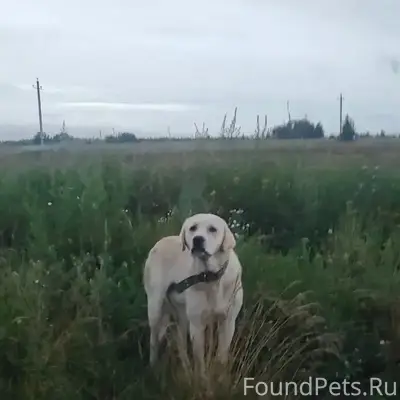 Найден кобель с ошейником, район д. Мельгунова