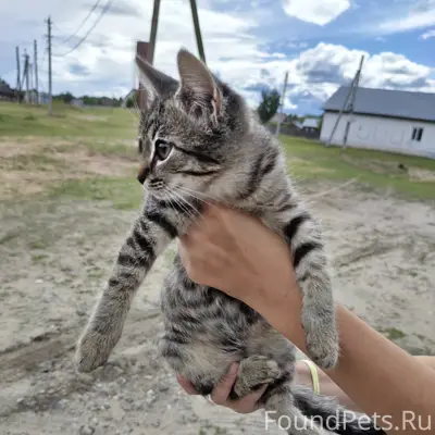 Найден котёнок, ул. Бутова