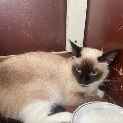 Найден котенок (кошка)